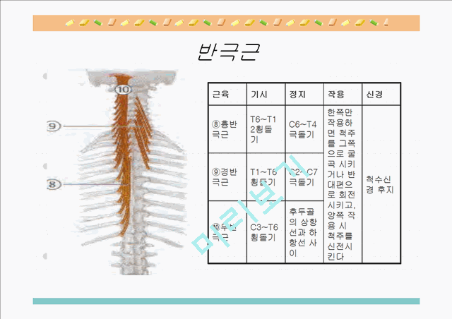 [의학,약학][해부생리] 척추를 움직이는 근육들.ppt